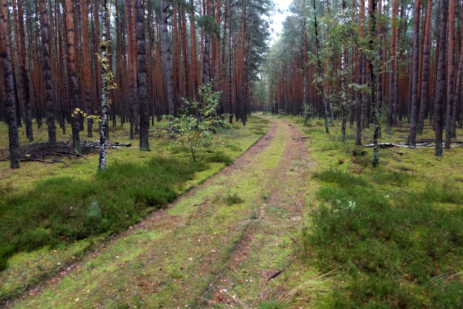 Broșteni revine la viață după inundațiile devastatoare din iulie