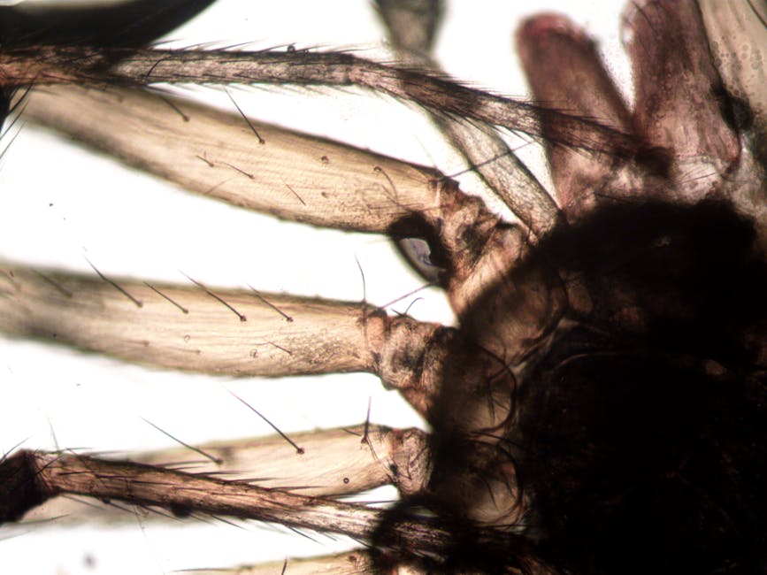 Descoperirea uluitoare a unui biolog român: cea mai mare pânză de păianjen din lume