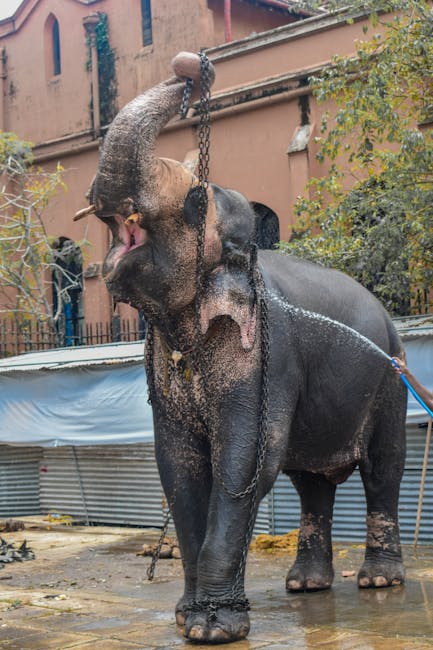 Imagini încântătoare: O ursoaică își ia puii în pădure pentru a căuta hrană