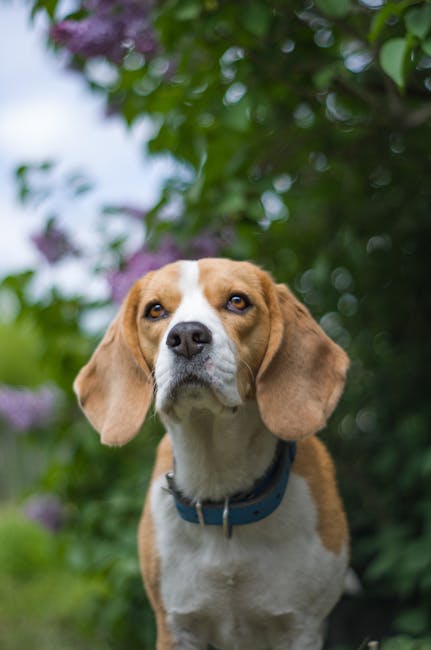 Plantare de arbori în memoria câinilor la Oradea: un eveniment inedit