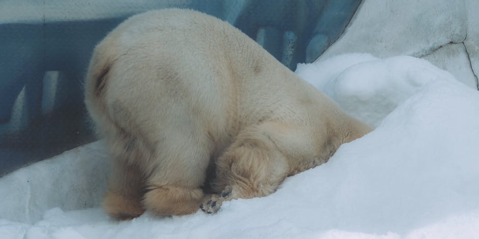 Descoperă programul de iarnă al Grădinii Zoo din Târgu Mureș