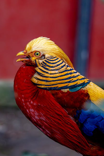 500 de fazani eliberați în fondurile cinegetice din Dâmbovița