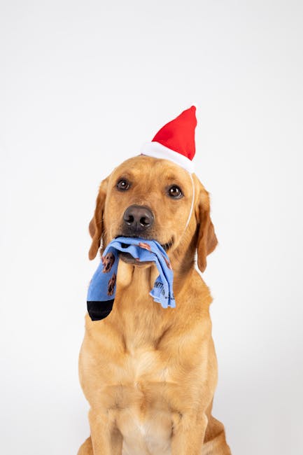 Întâmpină Sărbătorile cu 50% înapoi la jucării! Oferte exclusive ATAC