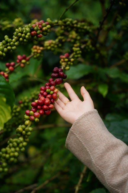 Prețul cafelei crește alarmant: românii se confruntă cu stocuri scăzute