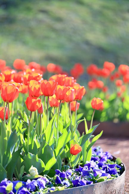 Beclean lansează oportunități de investiții în Grădina Urbană Transilvania