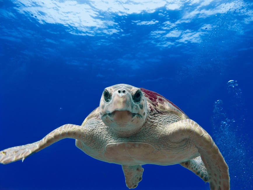 O țestoasă marină de 80 de ani revine în ocean după o salvare emoționantă