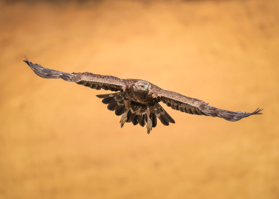 Descoperă vulturul Bateleur: regele acrobatic al cerului african