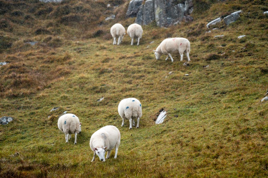 Un cioban din Alba Iulia, reținut după distrugerea unei culturi de floarea soarelui