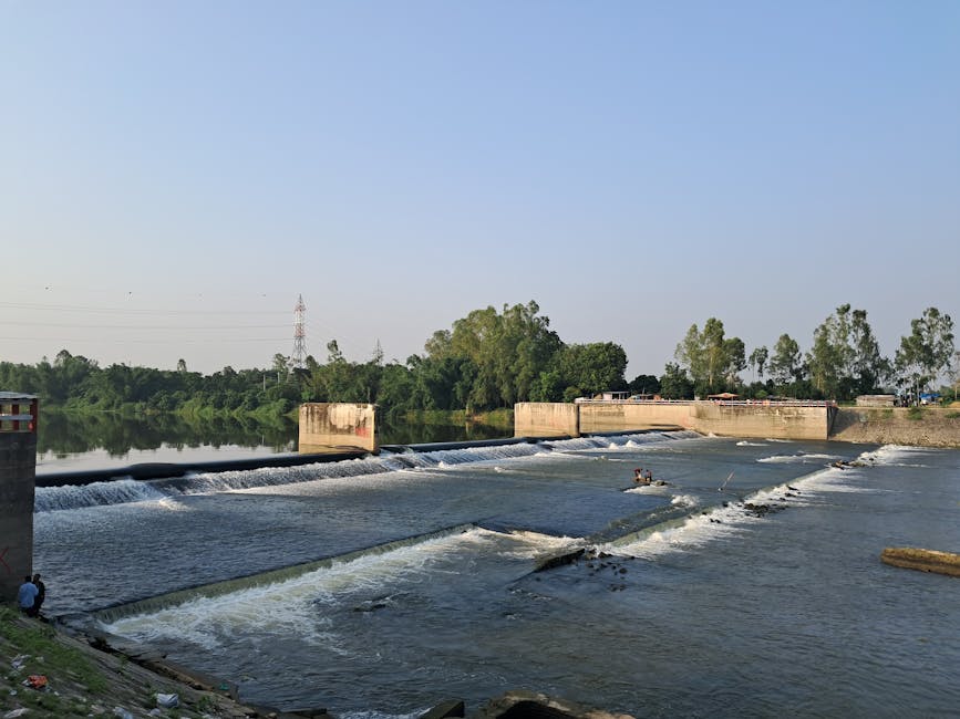 6.000 de puieți de scobar reintegrați în râul Mureș pentru un ecosistem mai sănătos