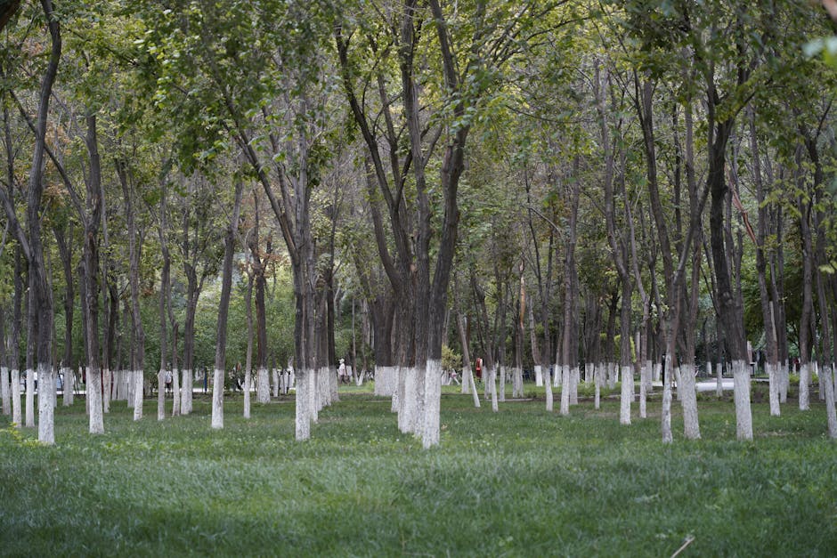 Planul de revitalizare a Lacului Herăstrău: Arborii sănătoși, salvați și betonarea redusă