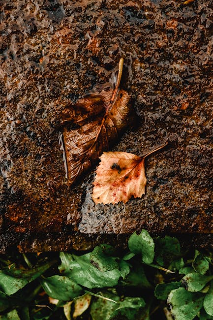 Prognoza meteo în Alba pentru perioada 10-16 noiembrie: vreme rece și precipitații