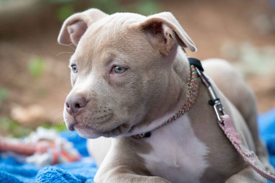 Un minor din Dolj, implicat într-un incident șocant cu un câine Pitbull