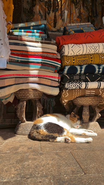 Investigație în Constanța: bărbat suspectat de rănirea pisicilor cu un dispozitiv artizanal