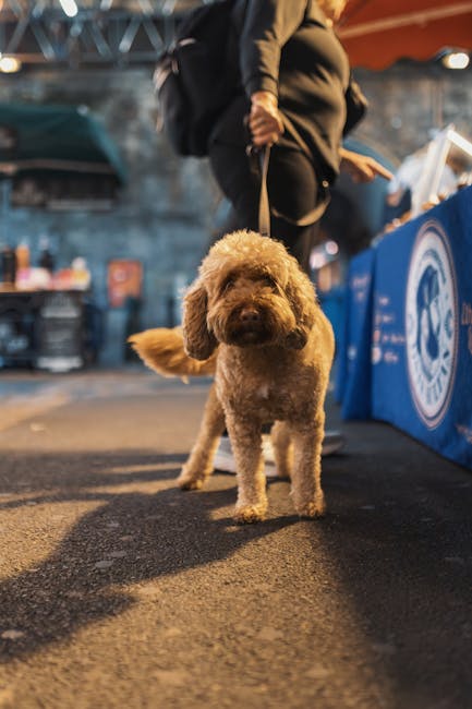 Descoperă Iulius Town: un loc prietenos cu cățelul tău