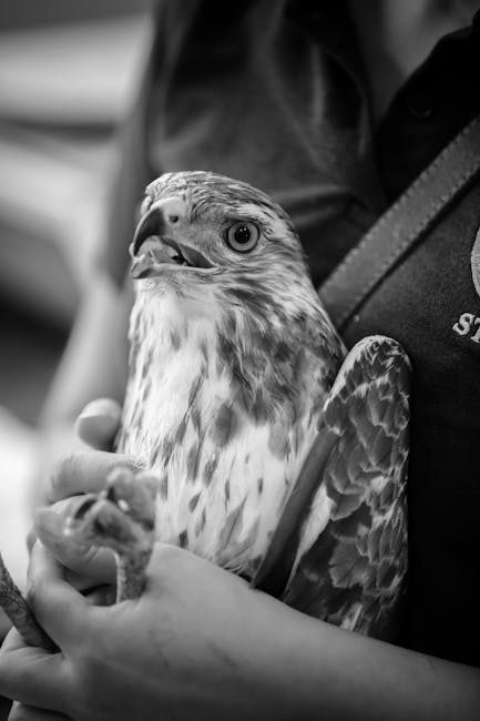 Salvarea unei lebede rănite din Botoșani: o poveste impresionantă