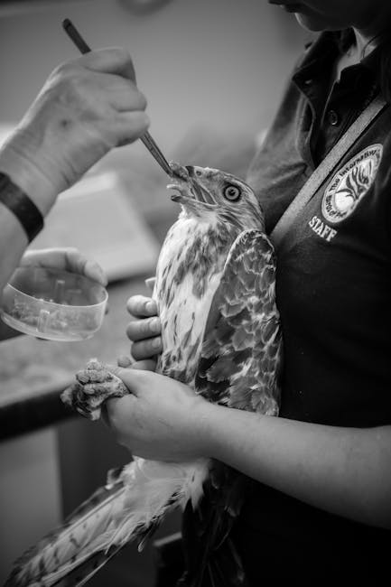 Povestea emoționantă a șoimului salvat de polițiștii din Arad