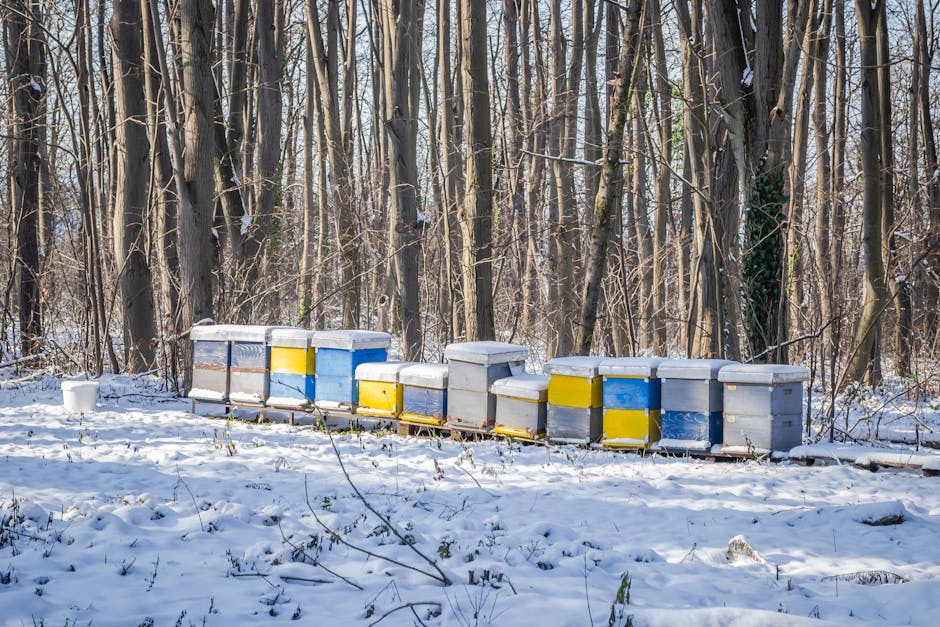 Iarna aceasta promite un Crăciun alb datorită schimbărilor climatice majore