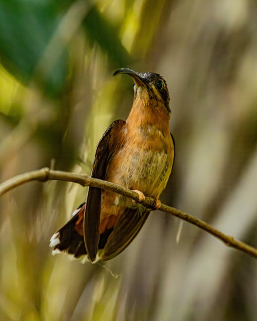 Descoperă pasărea cu piept argintiu: bijuteria pădurilor tropicale