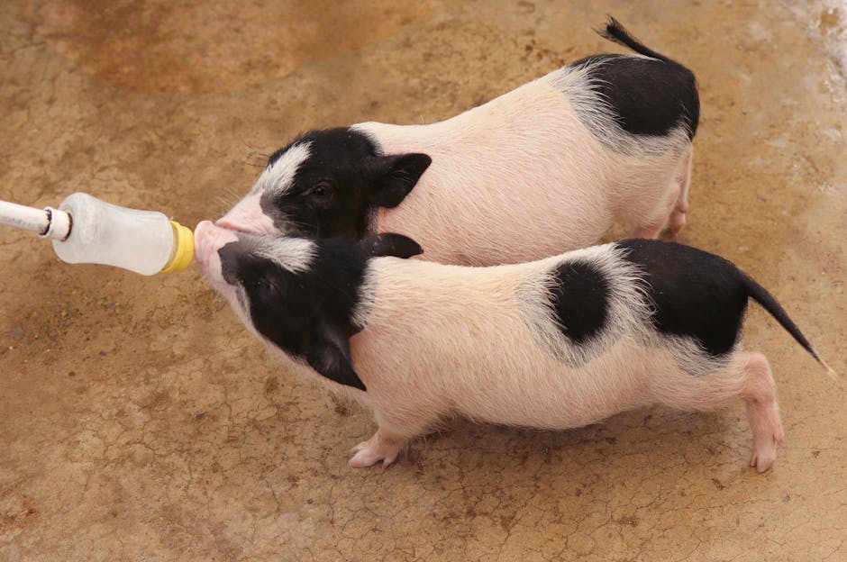 Alertă sanitară în Buzău: focar de pestă porcină africană descoperit