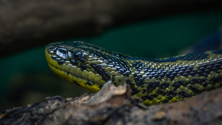 Descoperă noile vedete ale Zoo Târgu Mureș: anaconda verde și galbenă!