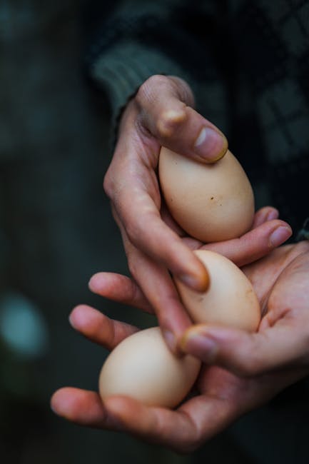 România se confruntă cu o criză a ouălor: exporturile cresc, dar rafturile sunt goale