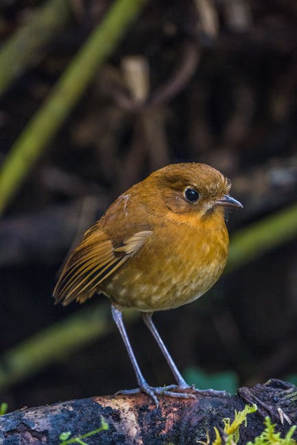 Descoperă rufous-faced antpitta: pasărea cu față roșiatică din Anzi