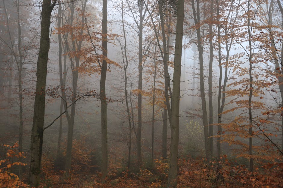 Weekendul perfect în Călărași: vreme blândă și activități în aer liber