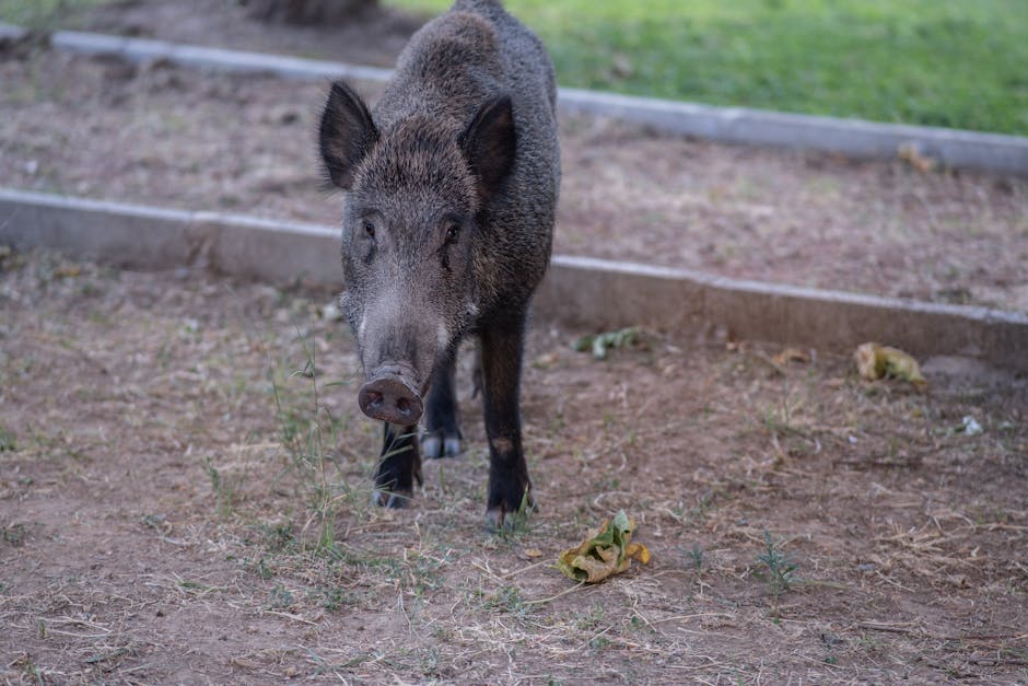 Bărbat reținut în Timiș după ce a fost prins cu un mistreț împușcat în mașină
