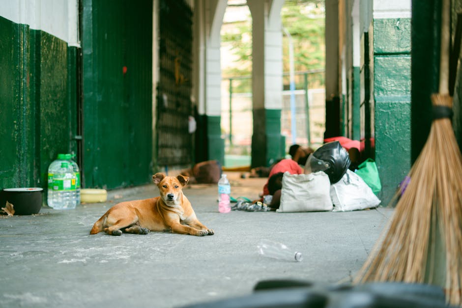 Cimitirul din Manila: o realitate dură pentru cei care își găsesc adăpost printre morți
