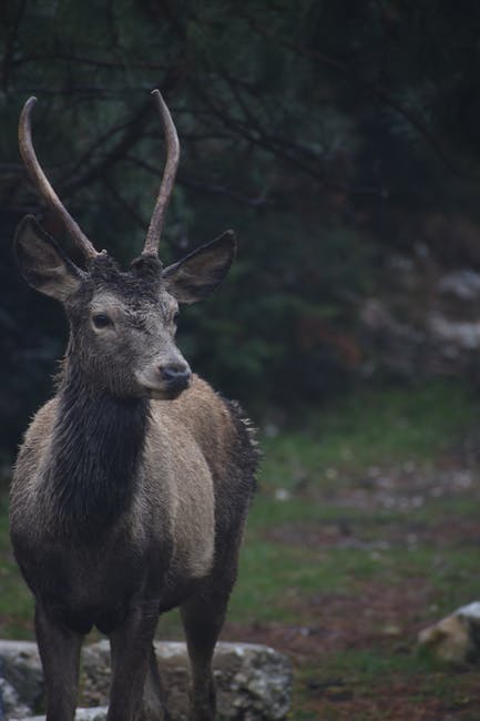Cerbul lopătar revine în pădurile României după un secol de absență