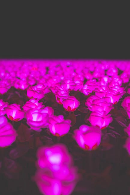 Un milion de LED-uri cu energie regenerabilă transformă grădina botanică Kew într-un spectacol de lumini