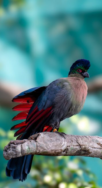 Descoperă turaco-ul cu creastă purpurie: comoara pădurilor africane