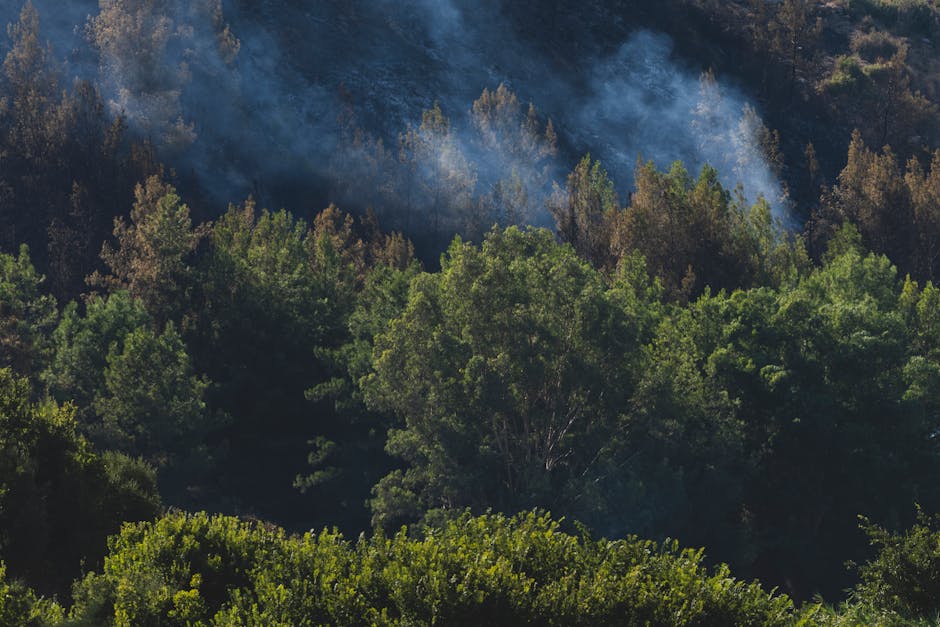 Ministrul Mediului, provocat de deputatul Ioan Balan: detalii despre campania de împădurire