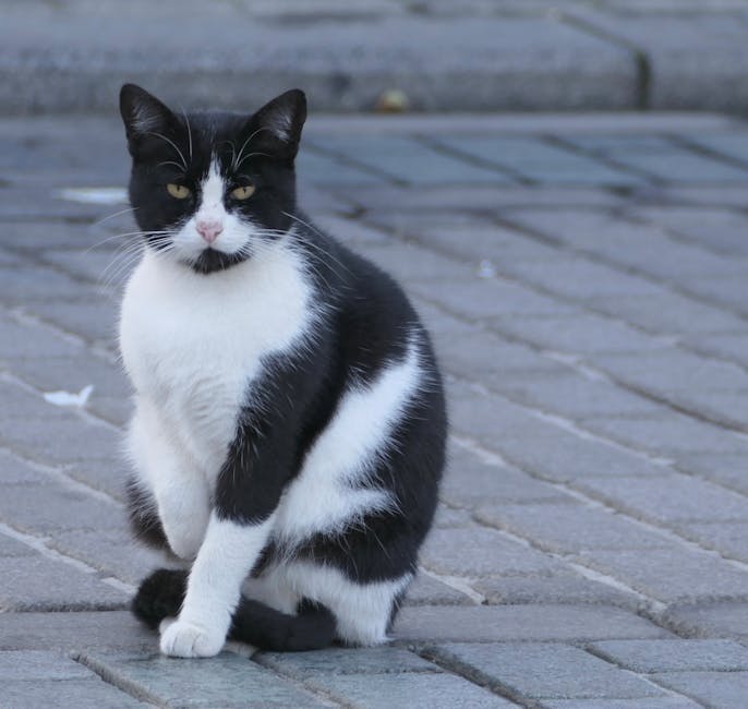 Vulpile își fac simțită prezența în cartierul Terezian: un nou incident raportat