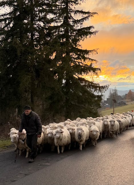 Dificultățile ciobanilor: câștiguri atractive, dar lipsă de muncitori