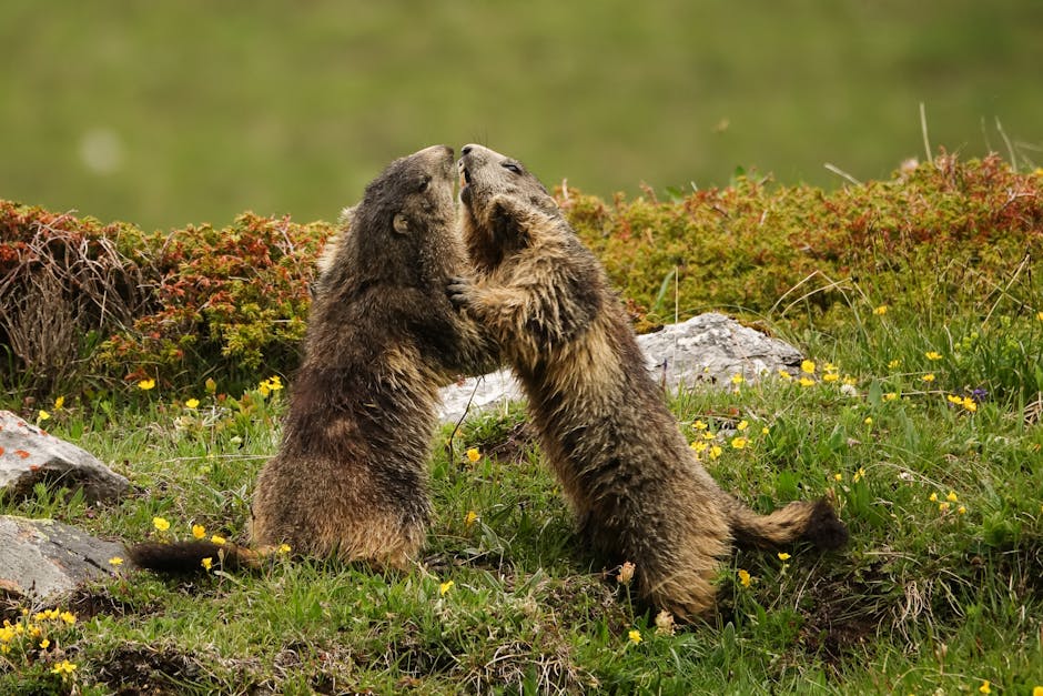 Marmotele din Retezat: gardienii naturii alpine