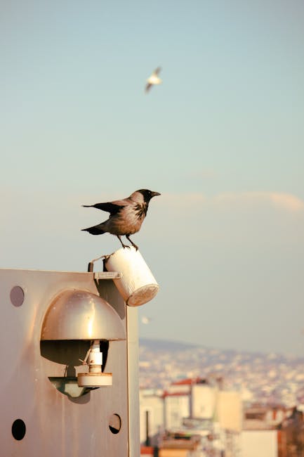 Clujenii cer măsuri urgente împotriva stolurilor de ciori care întunecă cerul orașului