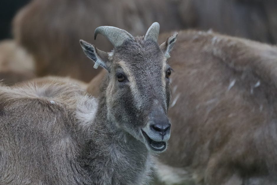 Captură rară în Retezat: capre negre surprinse în habitatul lor natural