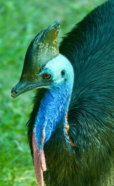 Cazuarul: Pasărea preistorică care domină pădurile tropicale