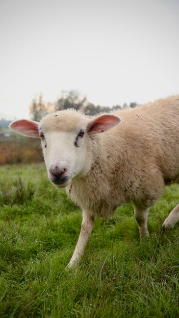 Academia inovatoare din Bulgaria care transformă ciobănia în carieră