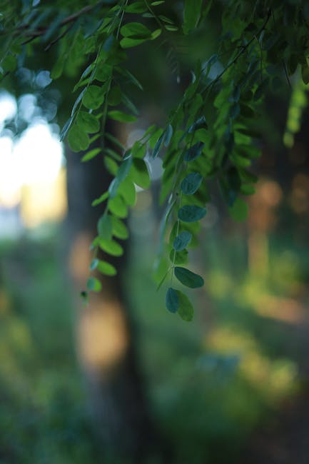 Oltenița se îmbogățește cu 10.000 de puieți de salcâm pentru un mediu mai sănătos