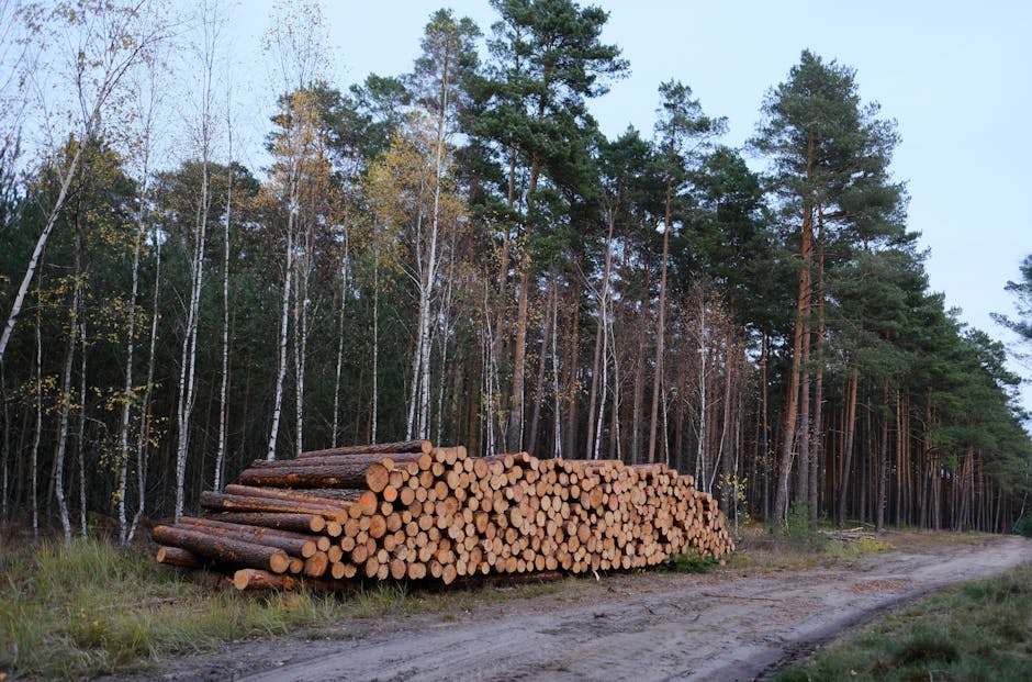 Descoperire șocantă: jaf masiv în pădurile din Argeș