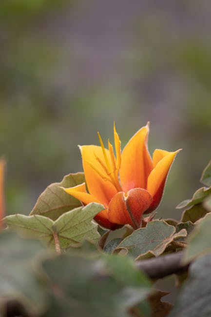 Grădina Botanică din Jibou promite un spectacol floral impresionant în 2026