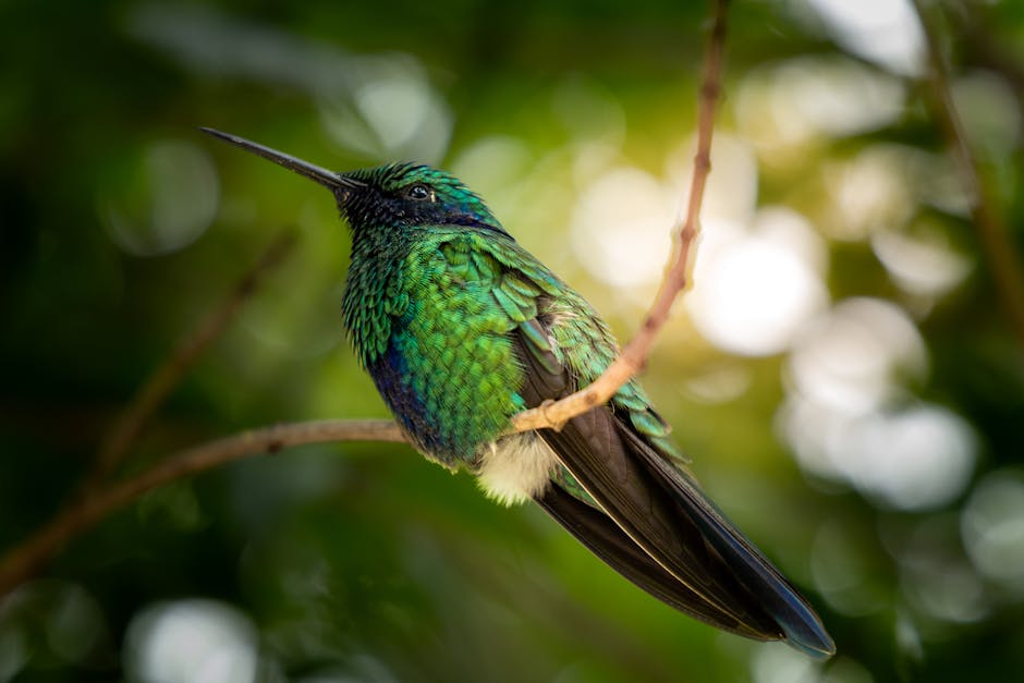 Descoperă trogonul mascat, pasărea fascinantă a Anzilor