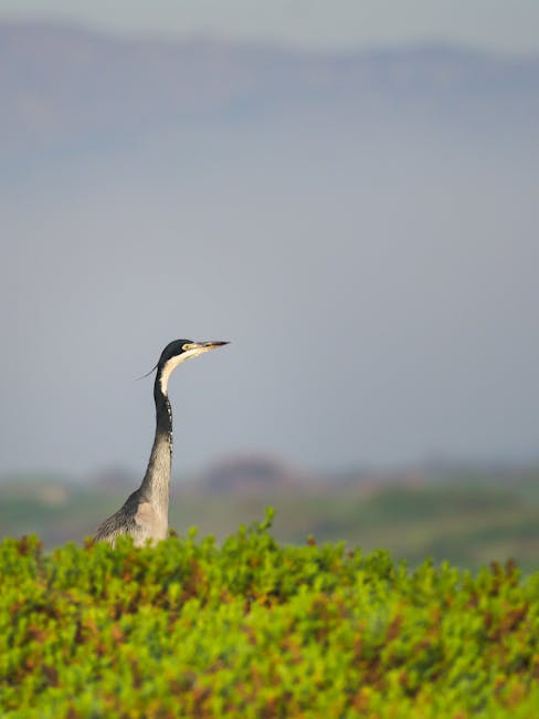 Descoperă vrăbiuța de Cap: pasărea cu un cânt melodios din sudul Africii