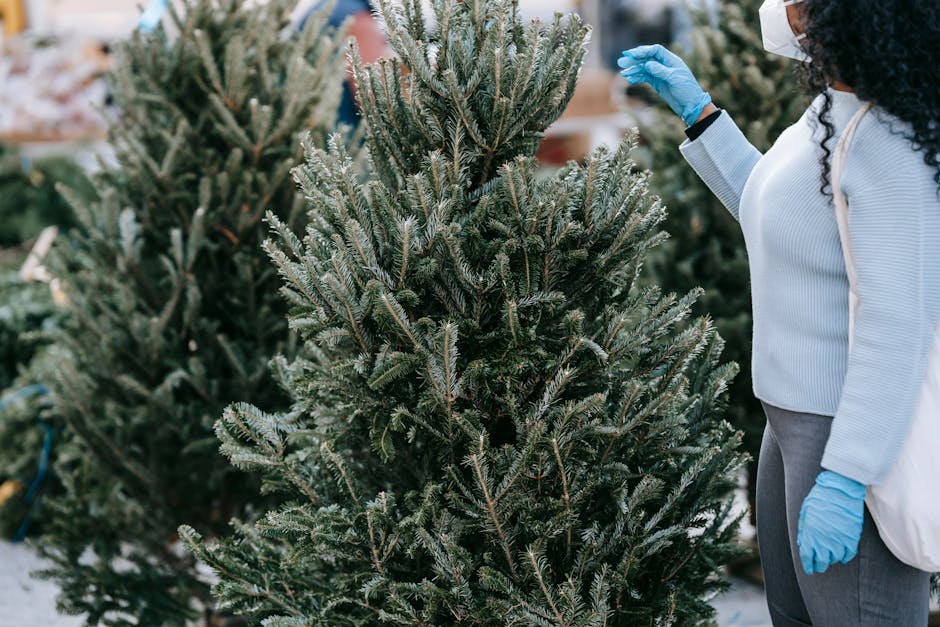 Descoperă magia Târgului de Crăciun din Cluj-Napoca: sfaturi esențiale pentru o vizită sigură