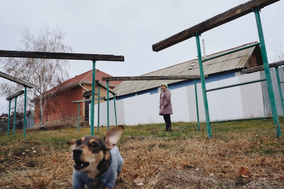 Tragedie în Vaslui: o femeie de 85 de ani găsită mortă în urma unui atac de câini