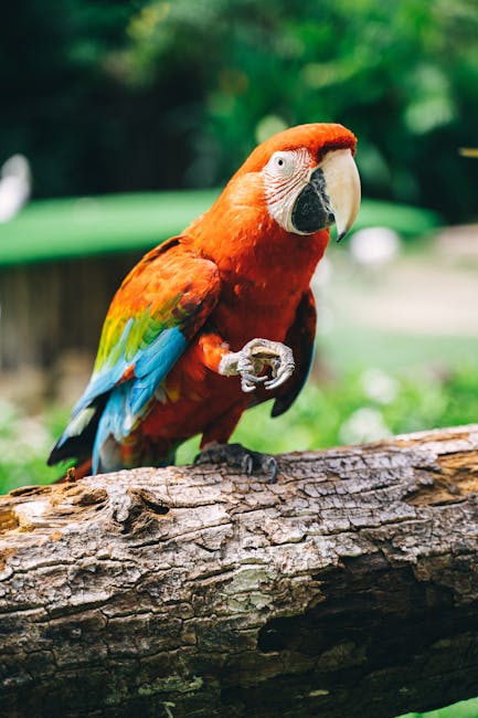 Condorul regal: regele pădurilor tropicale și protector al ecosistemului