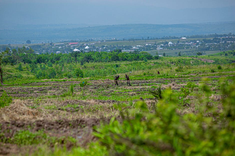 Planuri ambițioase pentru un depozit agricol în Târgu Lăpuș