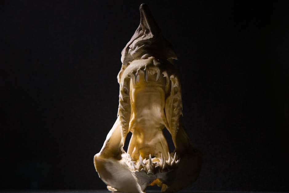 Descoperirea unui dinte de megalodon impresionant în România, expus la muzeu